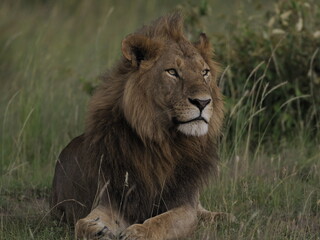 Obraz premium A majestic male lion resting calmly in tall grass in the African savanna. The image captures strength, authority, and natural beauty, highlighting the iconic presence of one of Africa’s most powerful 
