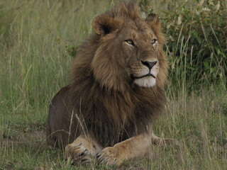 Obraz premium A majestic male lion resting calmly in tall grass in the African savanna. The image captures strength, authority, and natural beauty, highlighting the iconic presence of one of Africa’s most powerful 