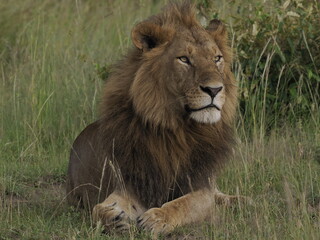 Obraz premium A majestic male lion resting calmly in tall grass in the African savanna. The image captures strength, authority, and natural beauty, highlighting the iconic presence of one of Africa’s most powerful 