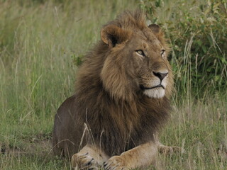 Obraz premium A majestic male lion resting calmly in tall grass in the African savanna. The image captures strength, authority, and natural beauty, highlighting the iconic presence of one of Africa’s most powerful 