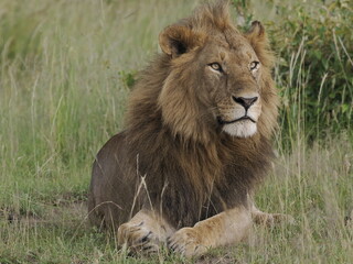 Obraz premium A majestic male lion resting calmly in tall grass in the African savanna. The image captures strength, authority, and natural beauty, highlighting the iconic presence of one of Africa’s most powerful 