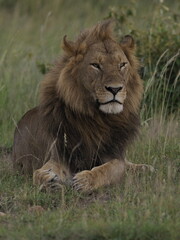 Fototapeta premium A majestic male lion resting calmly in tall grass in the African savanna. The image captures strength, authority, and natural beauty, highlighting the iconic presence of one of Africa’s most powerful 