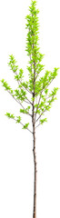 Obraz premium fábrica, árbol, naturaleza, hojas, flor, sucursal, primavera, verde, verano, hierba, follaje, fresco, florecer, flora, cañas, césped, vector, macro, floral, aislada, nativo, designio