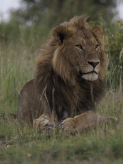 Obraz premium A male lion rests in tall grass, displaying its full mane and calm yet powerful presence. The image captures the iconic predator in a relaxed posture, symbolizing strength, leadership, and life in the
