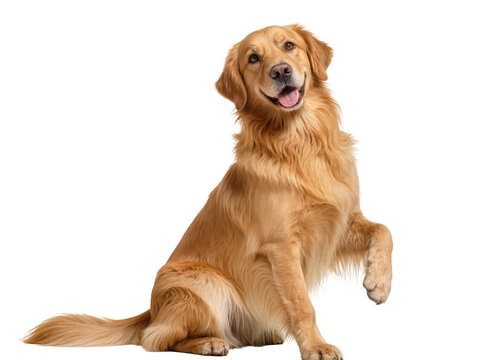 Happy Golden Retriever dog sitting with a raised paw, looking at the camera, isolated on transparent background, a friendly companion PNG