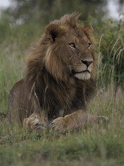 Fototapeta premium A male lion rests in tall grass, displaying its full mane and calm yet powerful presence. The image captures the iconic predator in a relaxed posture, symbolizing strength, leadership, and life in the