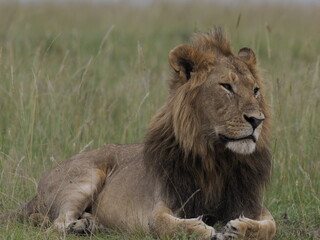 Naklejka premium A male lion rests in tall grass, displaying its full mane and calm yet powerful presence. The image captures the iconic predator in a relaxed posture, symbolizing strength, leadership, and life in the