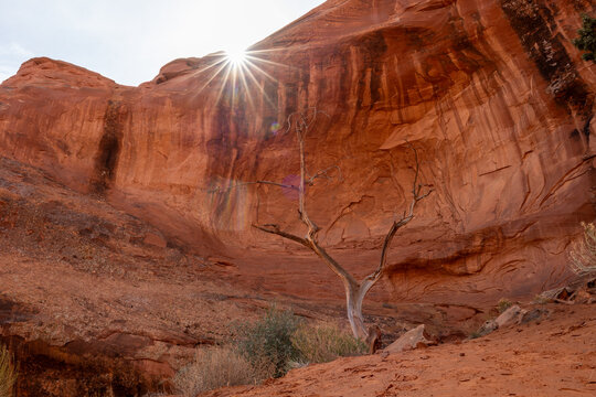 View of a sunburst over red sandstone cliffs and a solitary dead tree in Oljato-Monument Valley, Arizona, United States.