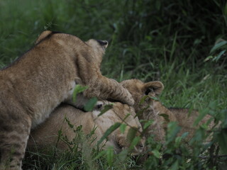 Fototapeta premium lion cubs rest side by side in the African savanna, with an adult lioness in the background. The image captures family bonding, early life stages, and the gentle side of one of the most powerful preda