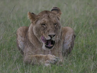 Fototapeta premium A lioness stands alert in tall grass in the African savanna. The image captures strength, focus, and natural behavior of one of the most iconic predators in Kenya’s wildlife ecosystem.