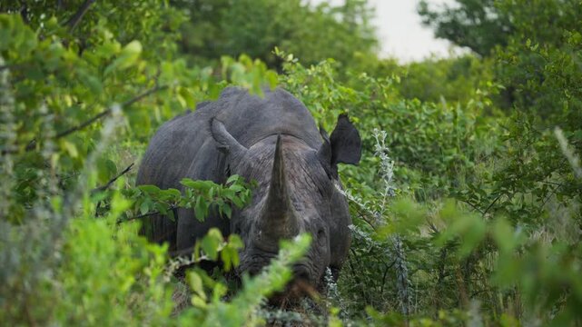 Critically endangered black rhino standing in lush green african bush while slowly approaching in natural reserve, closeup of wildlife conservation efforts in nature