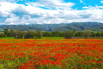 Blooming red poppy fields with mountain landscape in the background in Kazakhstan. Scenic spring meadow covered with wild poppies against majestic mountain scenery in Central Asia © Tatyana_Drujinina