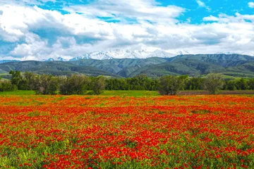 Fotobehang Klaprozen Blooming red poppy fields with mountain landscape in the background in Kazakhstan. Scenic spring meadow covered with wild poppies against majestic mountain scenery in Central Asia  © Tatyana_Drujinina