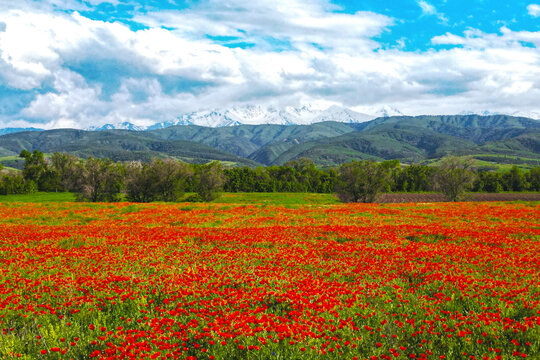 Blooming red poppy fields with mountain landscape in the background in Kazakhstan. Scenic spring meadow covered with wild poppies against majestic mountain scenery in Central Asia