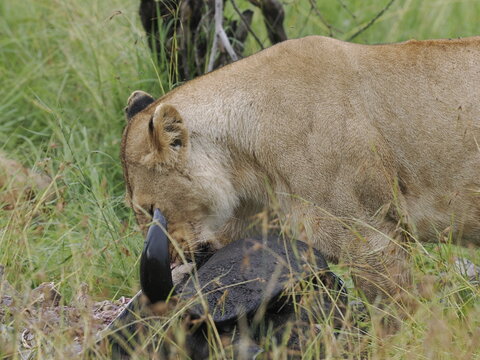 Group of lions moving together across open savannah grassland. The image captures natural social behavior and group dynamics of predators in their habitat, illustrating strength, cooperation, and surv