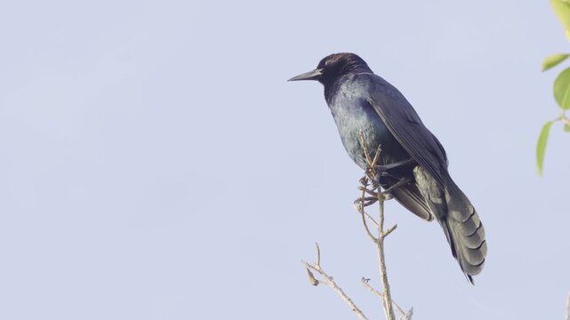 Boat-tailed grackle perches on bare branch against clear blue sky in florida wetland habitat with copy space