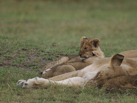 Group of lions moving together across open savannah grassland. The image captures natural social behavior and group dynamics of predators in their habitat, illustrating strength, cooperation, and surv