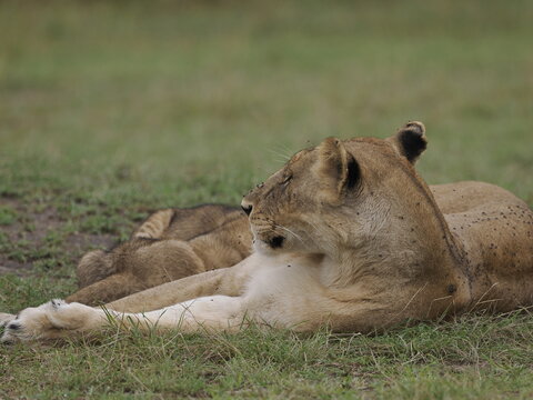 Group of lions moving together across open savannah grassland. The image captures natural social behavior and group dynamics of predators in their habitat, illustrating strength, cooperation, and surv
