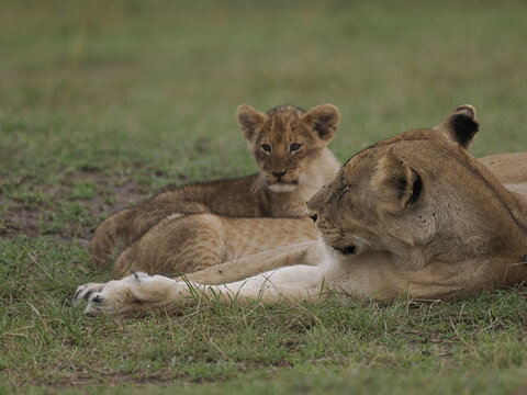 Group of lions moving together across open savannah grassland. The image captures natural social behavior and group dynamics of predators in their habitat, illustrating strength, cooperation, and surv