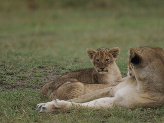 Fototapeta premium Group of lions moving together across open savannah grassland. The image captures natural social behavior and group dynamics of predators in their habitat, illustrating strength, cooperation, and surv
