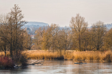 Fototapeta premium Calm river landscape with reeds and winter trees in countryside