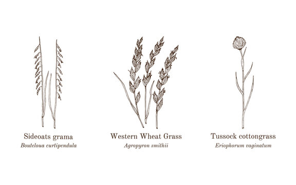 Collection of edible and medicinal plants. Hand drawn botanical vector illustration