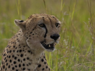 Naklejka premium Close-up portrait of a cheetah sitting in tall grass, looking directly toward the camera. The image highlights the animal’s distinctive tear marks, spotted coat, and alert expression in its natural Af