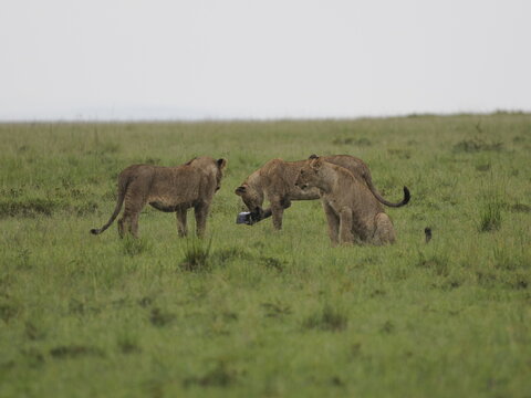 Group of lions moving together across open savannah grassland. The image captures natural social behavior and group dynamics of predators in their habitat, illustrating strength, cooperation, and surv