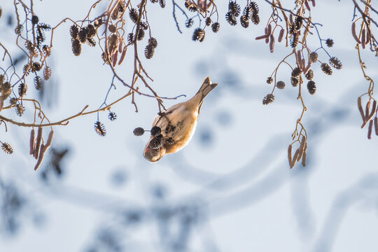 European goldfinch feeding on alder seeds in winter