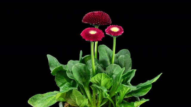 Bellis Red Flower Blooming in Time Lapse on a Black Background. Spring Bellis Perennis as Garden Plant. Daisies Bloom with Leaves, Isolated. Marguerite or Daisy