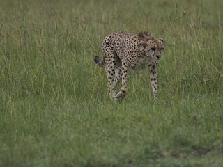 Naklejka premium Close-up portrait of a cheetah sitting in tall grass, looking directly toward the camera. The image highlights the animal’s distinctive tear marks, spotted coat, and alert expression in its natural Af