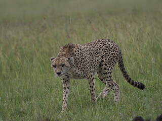 Naklejka premium Close-up portrait of a cheetah sitting in tall grass, looking directly toward the camera. The image highlights the animal’s distinctive tear marks, spotted coat, and alert expression in its natural Af