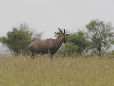 A topi antelope standing alert in tall savannah grass with scattered trees in the background. The image captures a natural African wildlife scene, highlighting the animal&rsquo;s posture and its habitat in 