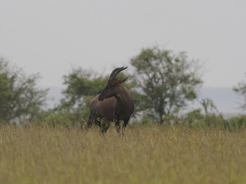 A topi antelope standing alert in tall savannah grass with scattered trees in the background. The image captures a natural African wildlife scene, highlighting the animal&rsquo;s posture and its habitat in 