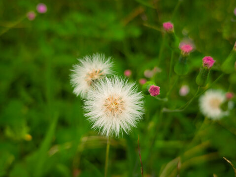 Macro shot of a yellow and white wild Erigeron flower, showcasing detailed floral anatomy and texture.