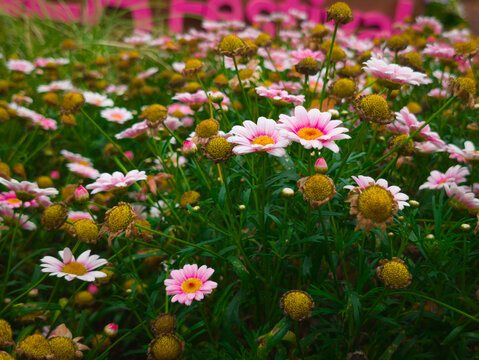 Beautiful white Argyranthemum frutescens flowers in full bloom, showcasing detailed floral texture.