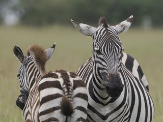 Fototapeta premium Two zebras interact closely in the African savanna, displaying social bonding behavior. Their distinctive black and white stripes create strong visual patterns, highlighting connection, communication,