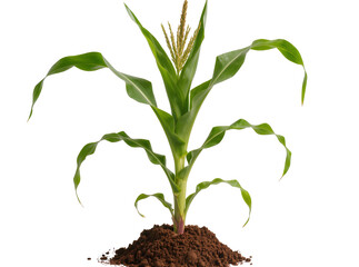 Isolated young corn plant with visible tassel growing in a small pile of rich soil © Niamh