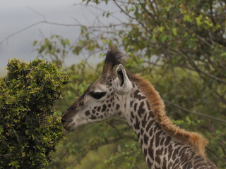 Obraz premium Close-up of a giraffe feeding on lush green vegetation in its natural savanna habitat in Kenya. The image highlights the animal’s distinctive coat pattern and long neck, capturing a typical browsing b