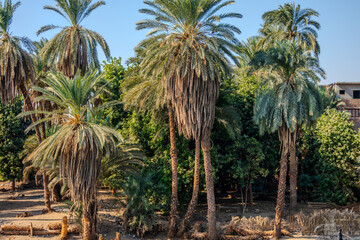 Palm trees and lush greenery in rural landscape © Emad Aljumah