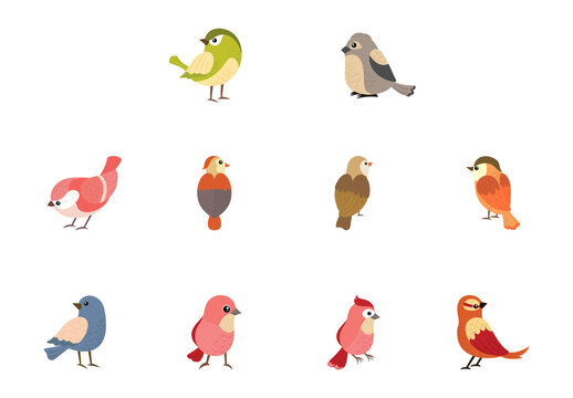 Colorful Birds Illustration Set