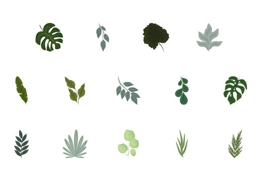 Botanical Illustration Set