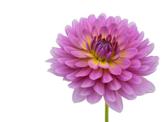 Obraz premium Isolated purple and yellow dahlia flower with vibrant petals, beautiful fresh bloom