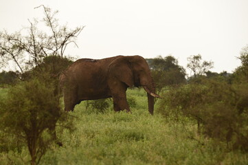 Fototapeta premium African elephant walks through green vegetation in its natural savanna habitat. The image highlights the massive size, texture of the skin, and calm strength of one of the most iconic animals of Afric