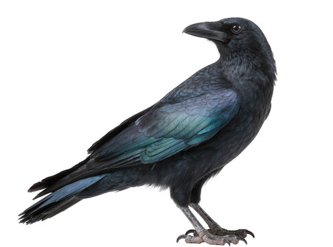 Isolated black crow with striking iridescent blue and green feathers standing in profile