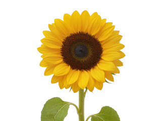 Obraz premium Isolated beautiful vibrant yellow sunflower with green stem and leaves, a symbol of summer and happiness.