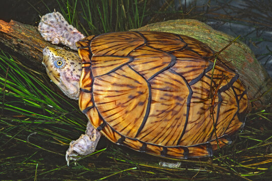 Razoback musk turtle, Sternotherus carinatus.
