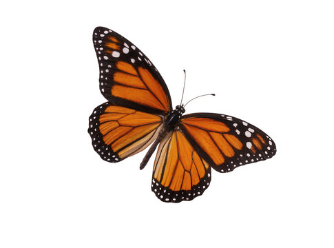 Isolated monarch butterfly, Danaus plexippus, showcasing its vibrant orange and black wings