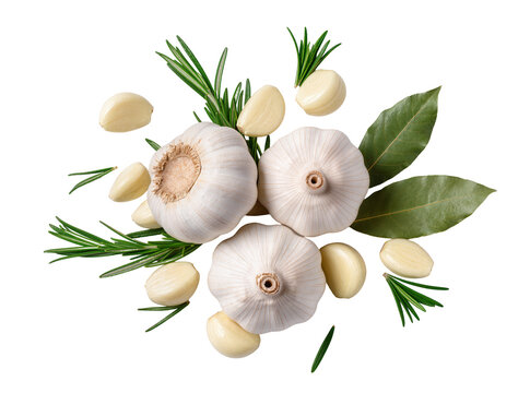 Isolated fresh garlic bulbs, whole cloves, aromatic rosemary, and bay leaves for cooking