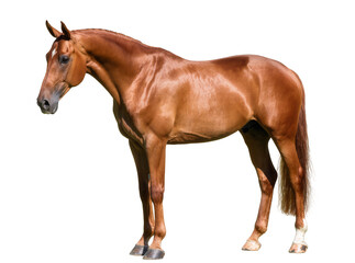 Obraz premium Isolated elegant sorrel horse standing gracefully, showcasing its athletic and muscular physique